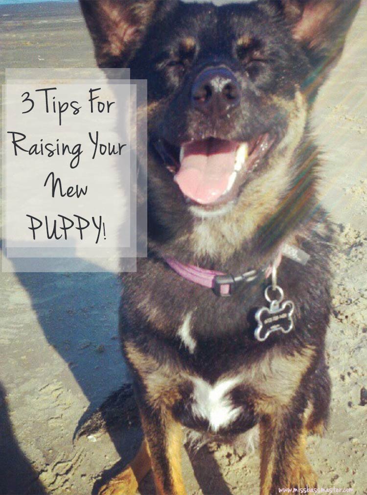 Dog-Training-Tips